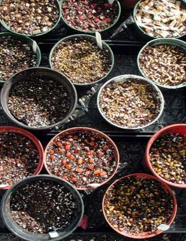 seeds2.JPG